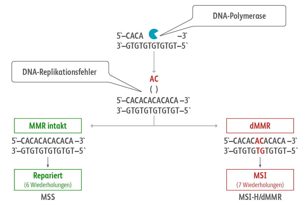Schaubild Mikrosatelliteninstabilität und dMMR (defiziente mismatch repair)